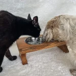 Meşe Ağacından Kişiselleştirilebilir Mama Kabı - Görsel 2